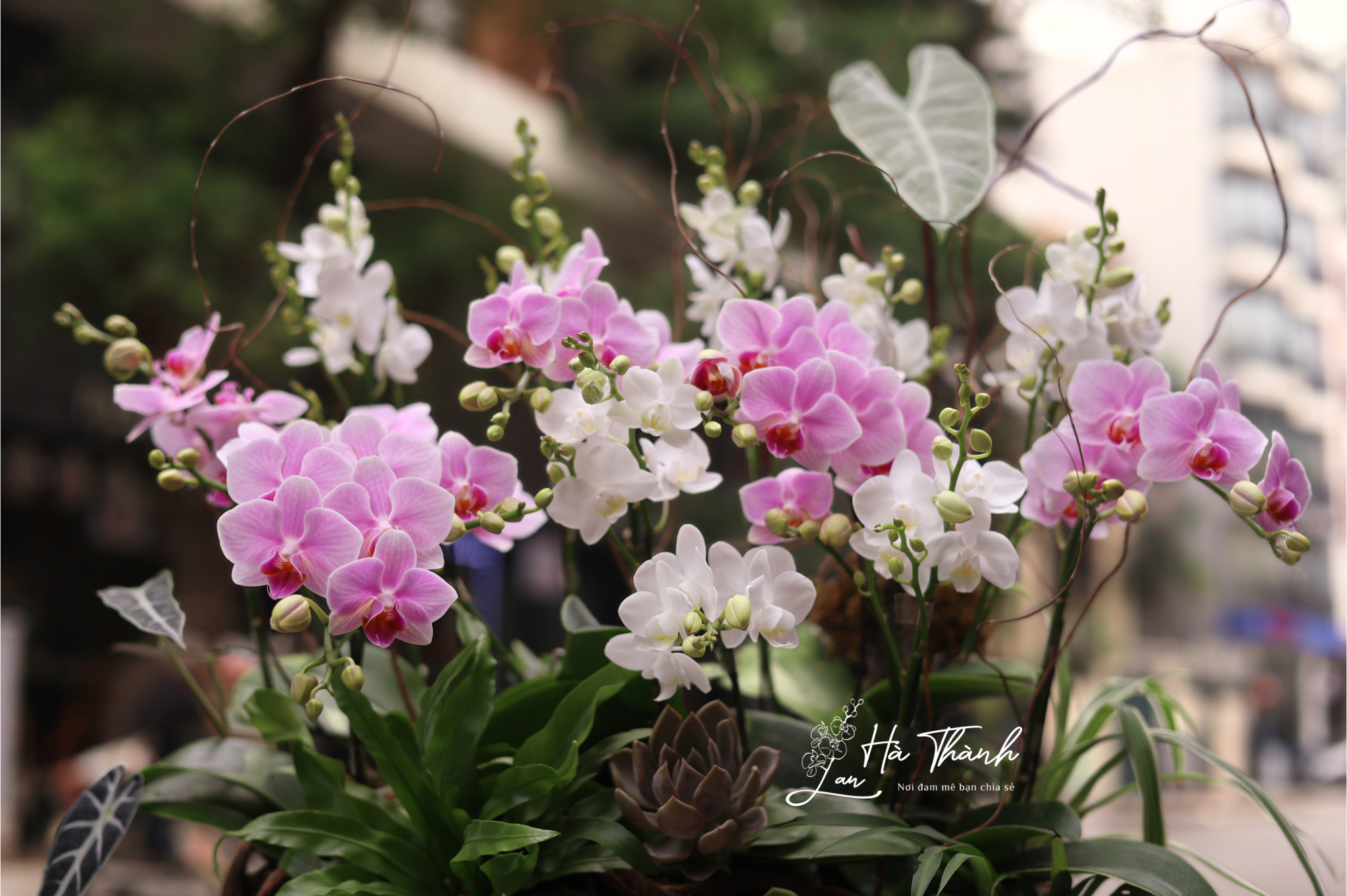 Chậu Lan Hồ Điệp tiểu cảnh “Khúc Giao Vân” – Thiết kế hồng trắng tinh tế từ Lan Hà Thành